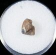 Ceratopsid Tooth - Judith River #14825-1